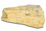 Fossil Tyrannosaur (T rex) Bone Section - Wyoming #382669-1